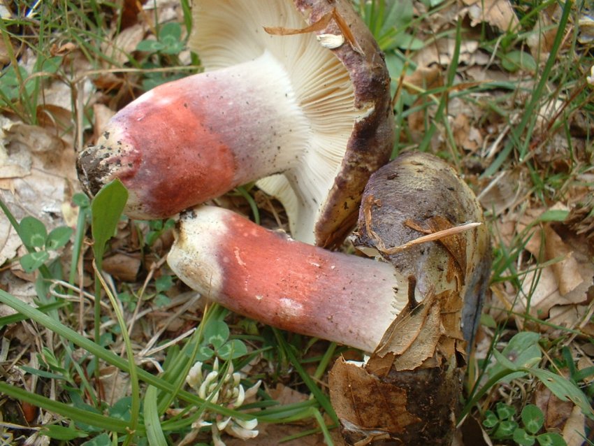 russula da determinare